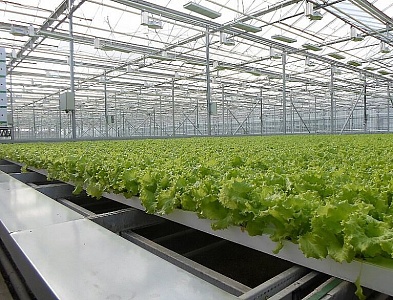 Тепличный комбинат агрокомплекса «Весна»