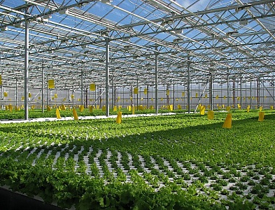 Тепличный комплекс «Майский»