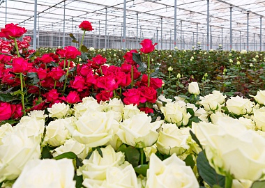 «АГРИСОВГАЗ» представил систему контроля микроклимата теплиц